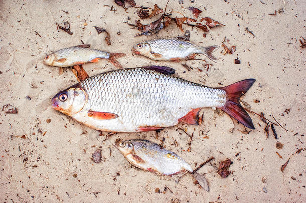 海滩上有很多<strong>死鱼</strong>，躺在沙滩上。 水污染概念。