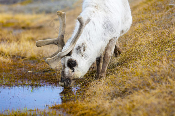 北极地区驯鹿饮用水的特写