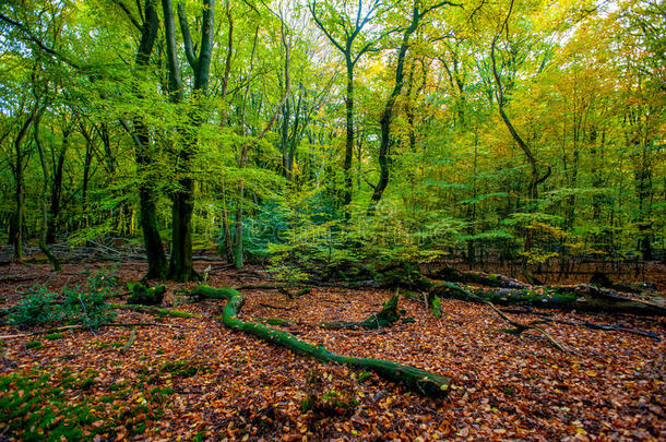 荷兰秋季森林风景与落叶