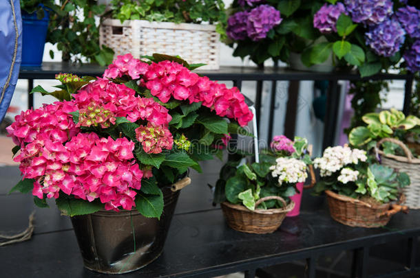 春天和夏天，花盆里有五颜六色的绣球花