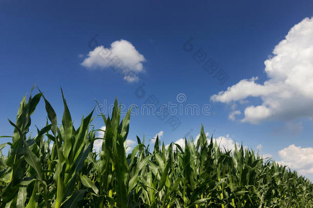 绿色<strong>玉米</strong>田，夏日蓝天。 <strong>玉米</strong>田。 绿色的田野和年轻的<strong>玉米</strong>。
