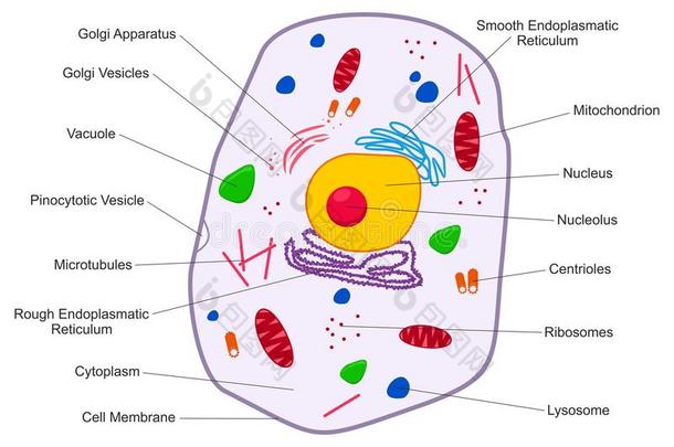 动物细胞结构。 细胞的横截面详细的彩色解剖与描述。 扁平风格的动物细胞