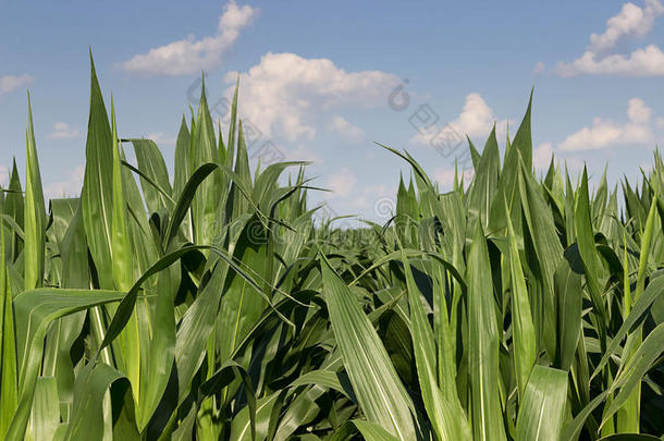 绿色<strong>玉米</strong>田，夏日蓝天。 <strong>玉米</strong>田。 绿色的田野和年轻的<strong>玉米</strong>。