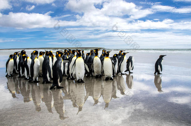 一群国王企鹅在海滩上的散步，在志愿者点，福克兰群岛