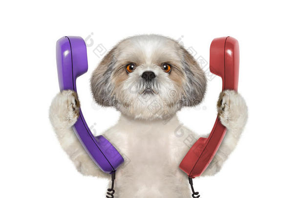 狗留着电话，打算打电话