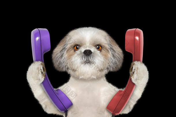 狗留着电话，打算打电话