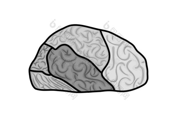 大脑图标。 <strong>人体器官</strong>设计。 矢量图形
