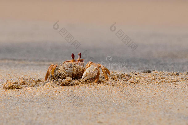 鬼蟹，马德加拉斯科的卵囊，在海滩上挖洞