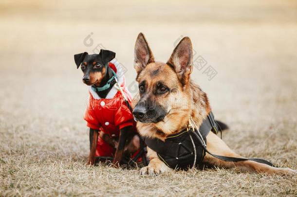 棕色德国牧羊犬和黑色微型别针，平切莱伊