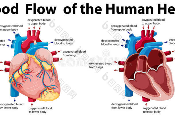 人类心脏的血流
