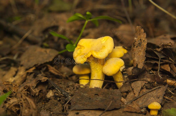 一群钱特雷尔。 森林里的黄色蘑菇