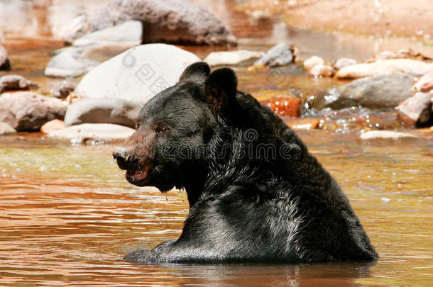 美国黑熊坐在河里