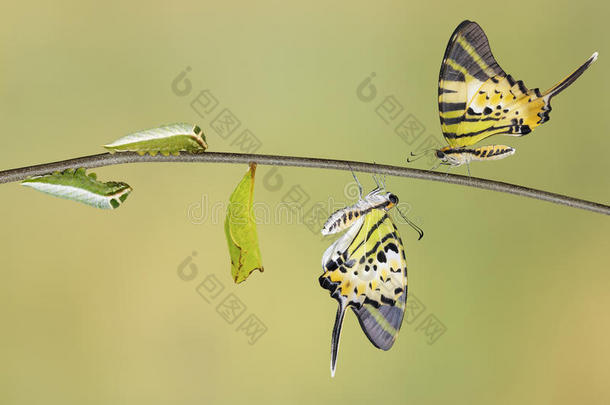 五条剑尾蝴蝶生命周期（反噬浮藻）
