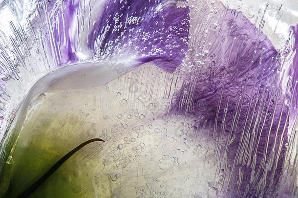 冰中紫色花朵的提取