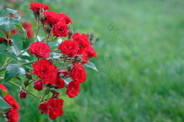 一枝玫瑰，在夏天有红花和花蕾