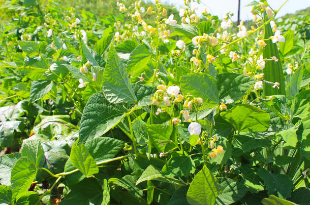 豆子在花园里开花