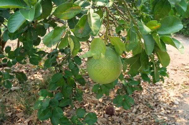 花园<strong>柚子</strong>中的<strong>柚子</strong>树