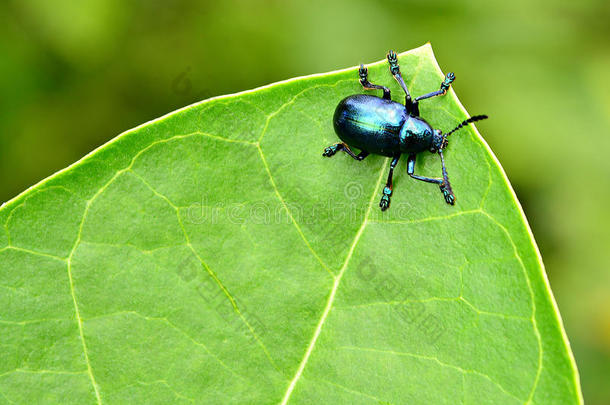叶子上的<strong>蓝色</strong>甲虫。