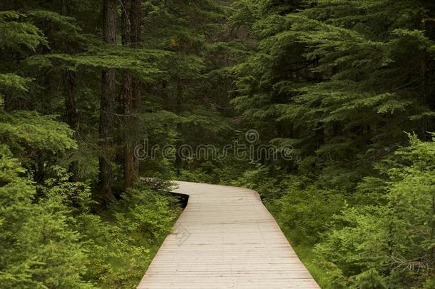 森林中的木板路向左转弯。