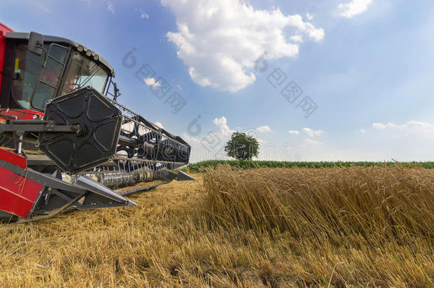 联合收割机收割小麦。 谷物收割结合在一起。 结合收割小麦。