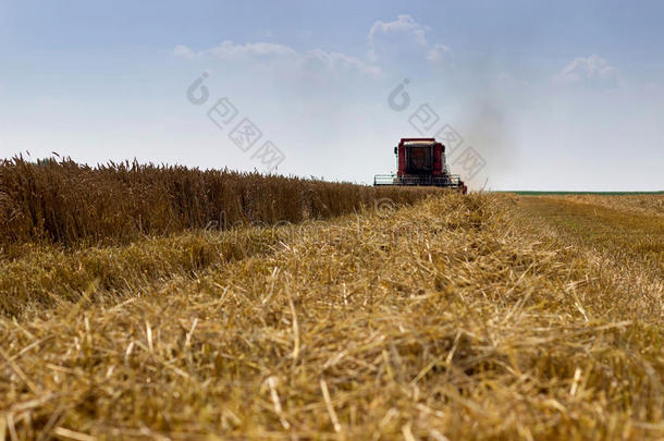 联合收割机收割小麦。 谷物收割<strong>结合</strong>在一起。 <strong>结合</strong>收割小麦。