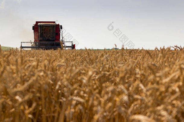联合收割机收割小麦。 谷物收割结合在一起。 结合收割小麦。