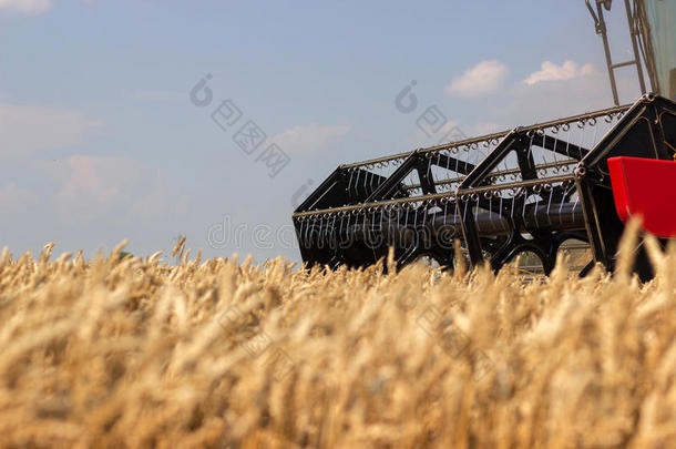 联合收割机关闭。 联合收割机收割小麦。 谷物收割结合在一起。 结合收割小麦。 麦田bl