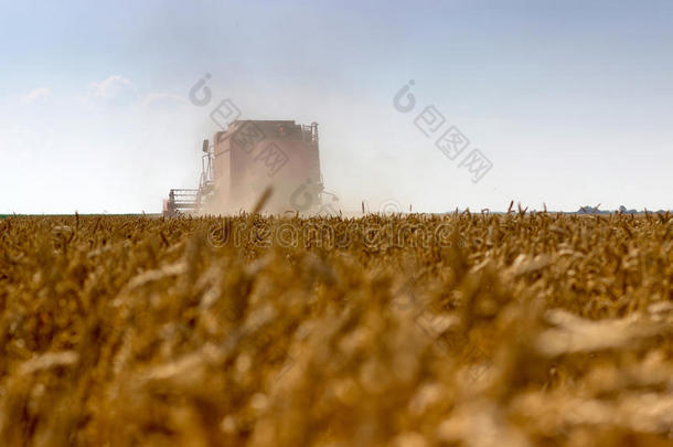 联合收割机收割小麦。 谷物收割<strong>结合</strong>在一起。 <strong>结合</strong>收割小麦