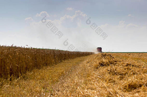 联合收割机收割小麦。 谷物收割结合在一起。 结合收割小麦