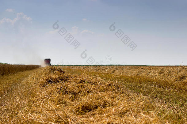 联合收割机收割小麦。 谷物收割结合在一起。 结合收割小麦