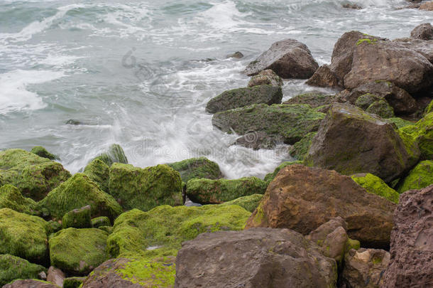 藻类海滩加利福尼亚海岸小海湾