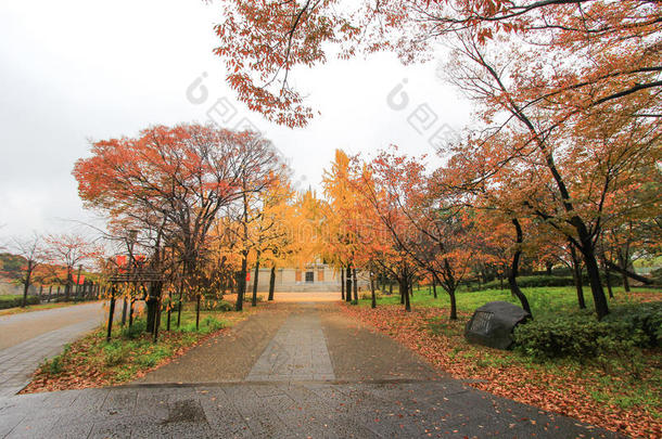 日本<strong>大阪城堡公园</strong>银杏树