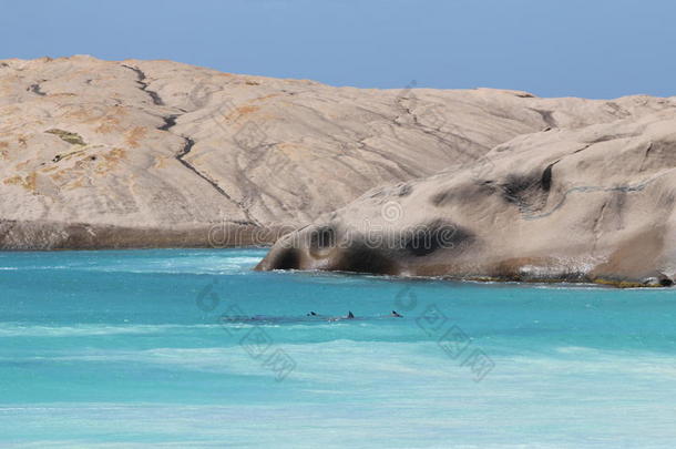 海豚在黄昏海滩