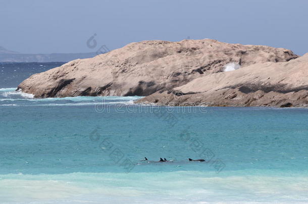 海豚在黄昏海滩