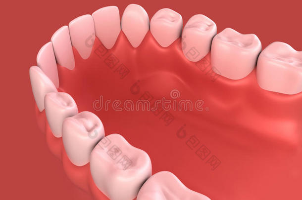 下牙龈和牙齿的三维插图。