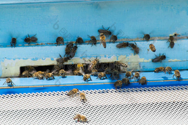 蜜蜂进入蜜蜂蜂巢
