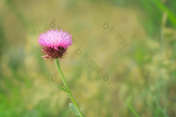 菊科两年一次飞<strong>廉</strong>特写镜头灰色