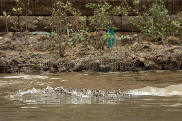 在文莱首都斯里巴加湾发现鳄鱼