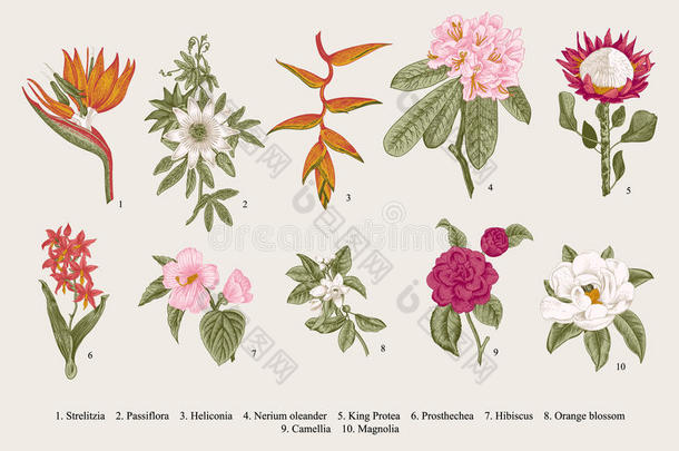 异国情调的花朵。 植物矢量年份插图。