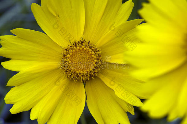 黄色宇宙的<strong>大特写</strong>，一朵美丽的美洲花