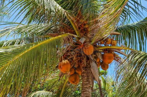 椰子<strong>树</strong>和橙色椰子