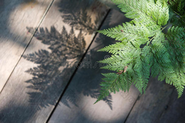 蕨类植物的叶子和它的影子