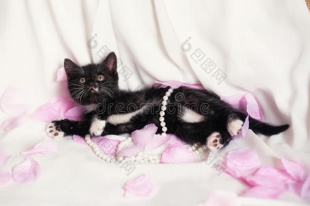 可爱的黑色小猫，有<strong>珍珠</strong>和<strong>玫瑰花</strong>瓣