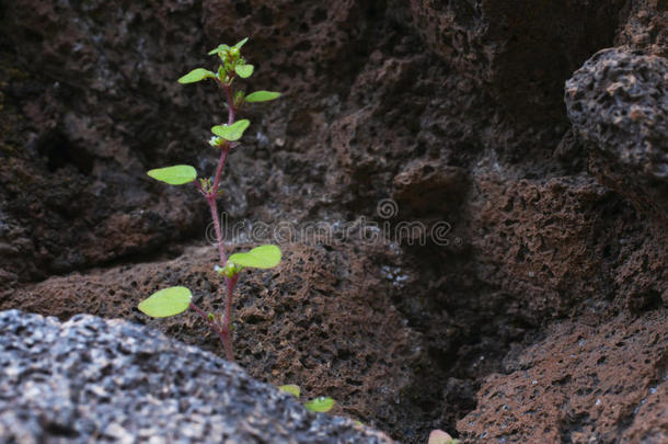 背景植物学特写镜头概念沙漠