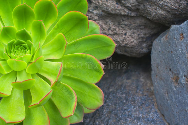 背景植物学特写镜头概念沙漠