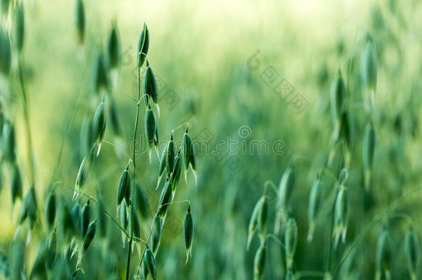 小麦的绿色燕麦穗。 燕麦生长在田野里