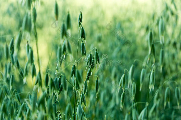 小麦的绿色燕麦穗。 燕麦生长在田野里