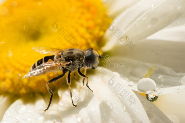 特写蜜蜂在雏菊上雨后看着<strong>一滴水</strong>，另<strong>一滴水</strong>是倒映的洋甘菊。