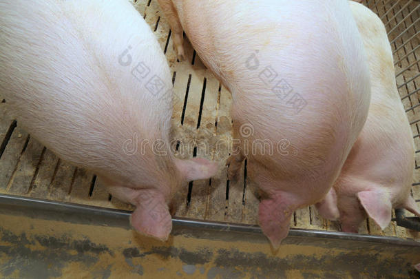 肥猪和母猪在农场的牲畜