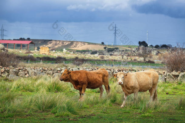牧场上的牛和公牛，<strong>郁郁葱葱</strong>的青草